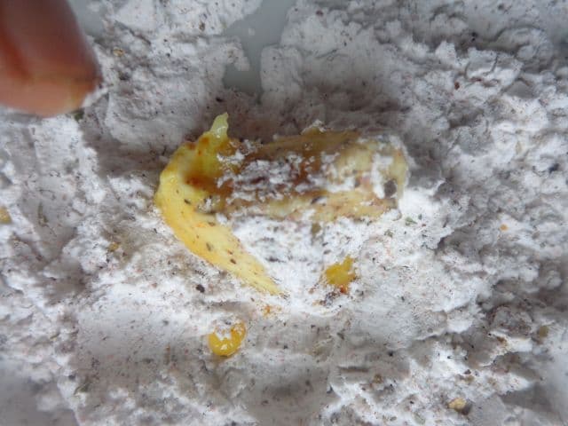 chickenbites9