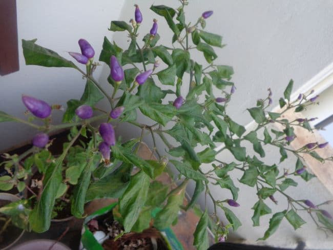 blue-chilli