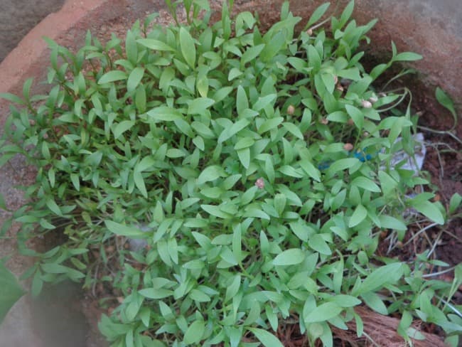 coriander leaves