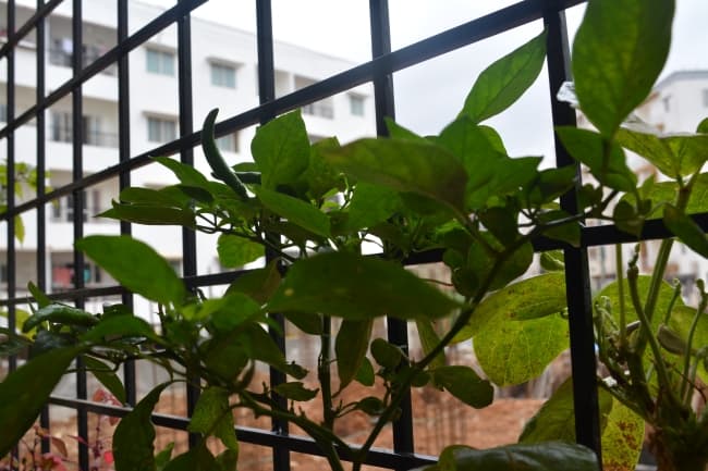 greenchillies