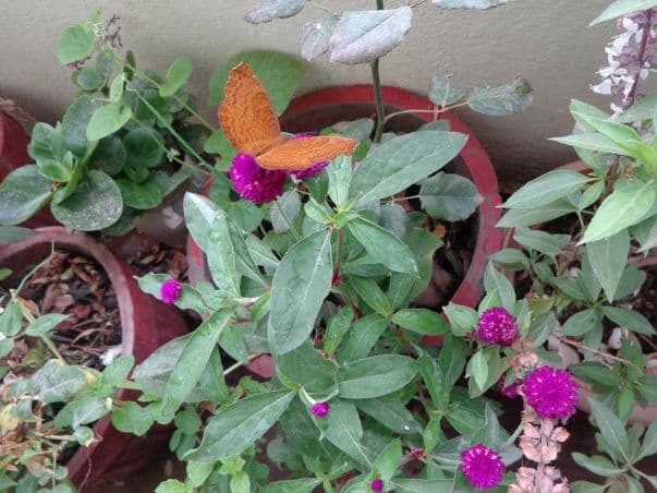 kitchen-garden2