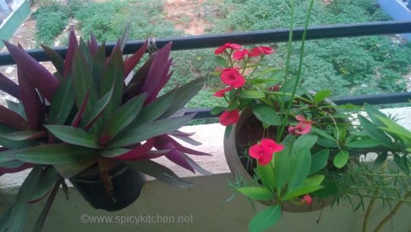 kitchengarden4
