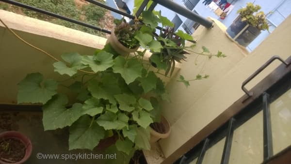 kitchengarden5