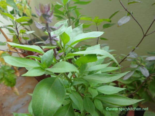 kitchengarden7
