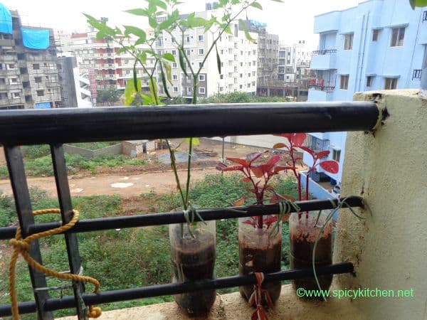 kitchengarden9
