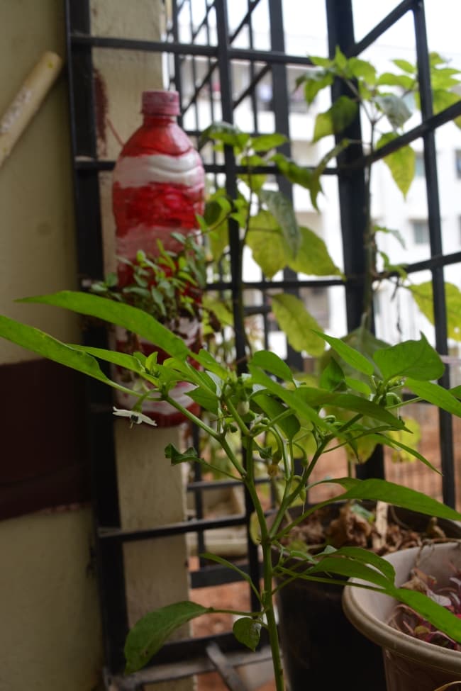 mintand greenchillies