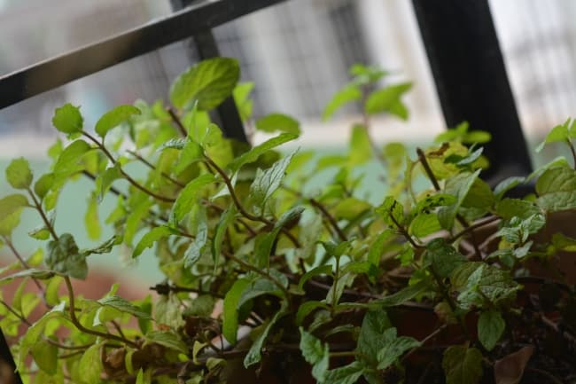 mintleaves