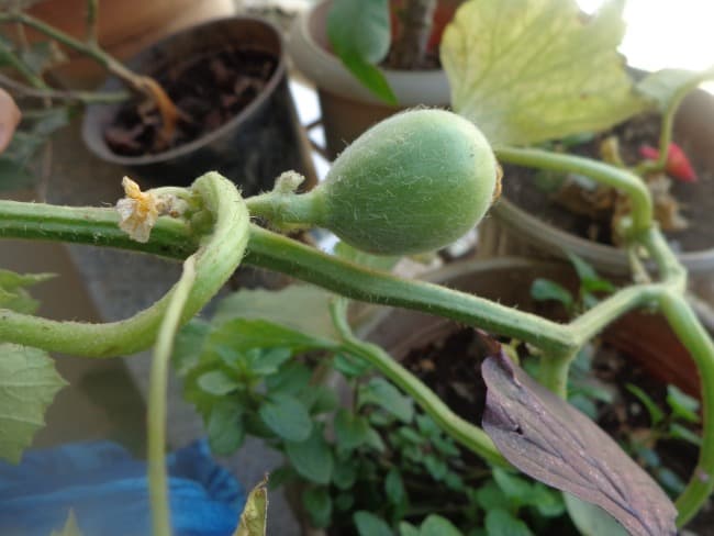 musk melon
