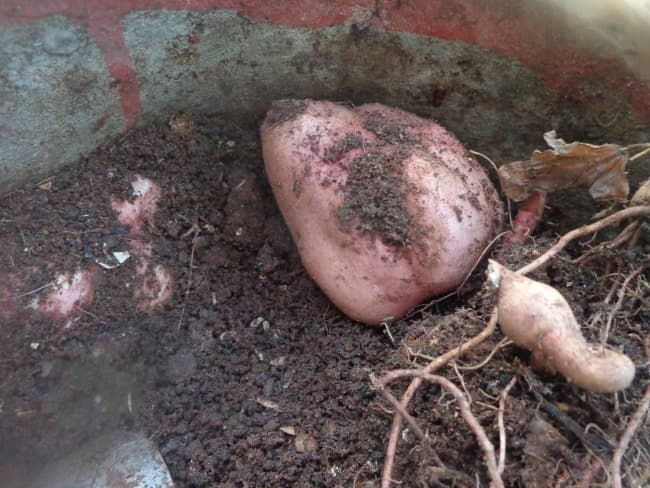 sweet potato harvest