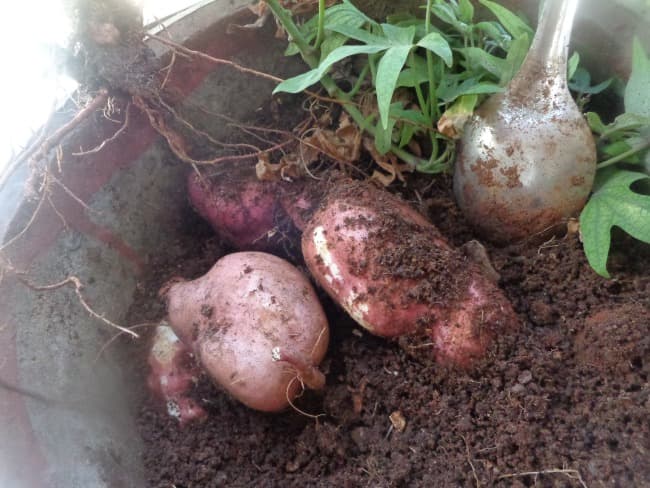 sweet potatoes