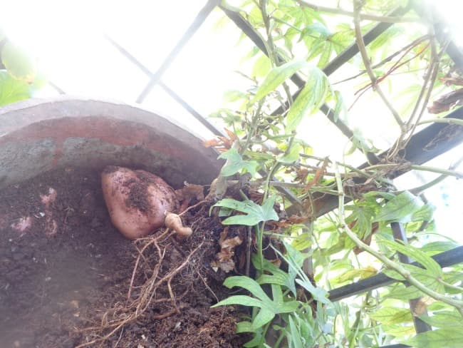 sweet potatoes harvest