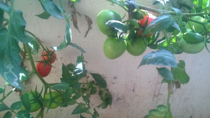 tomato-spicykitchen