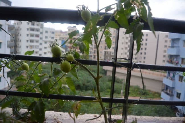 tomatoes