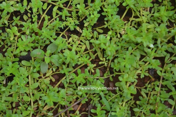 health-benefits-of-brahmi