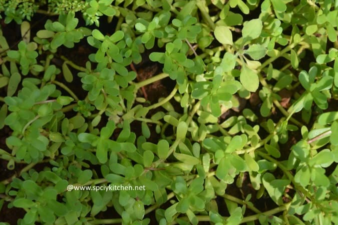 health benefits of brahmi